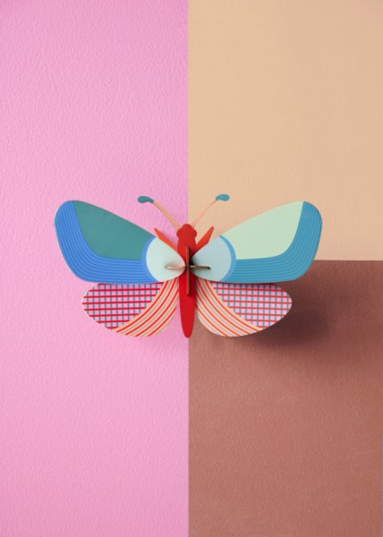 acacia butterfly