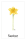 Blumen-Memo
