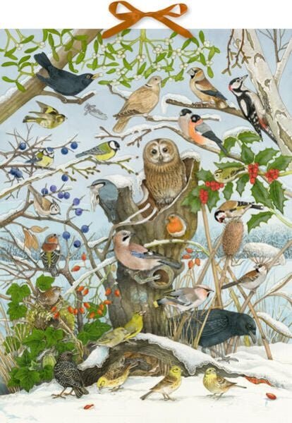 Sound-Adventkalender - Vogelstimmen