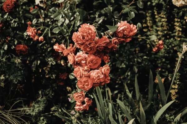 Kleine Duftkerze Rosenrot