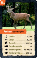 Quartett heimischer Tiere