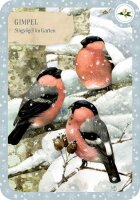 Quartett - Zauberhafte Vogelwelt