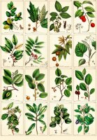 Geschenkpapier Buch Augustina
