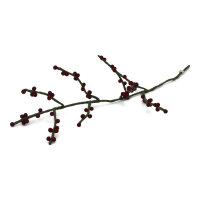 Zweig mit dunkelroten Beeren