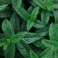 March Duftkerze Lemon Peppermint