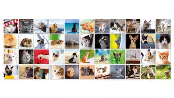 Memory Katzen