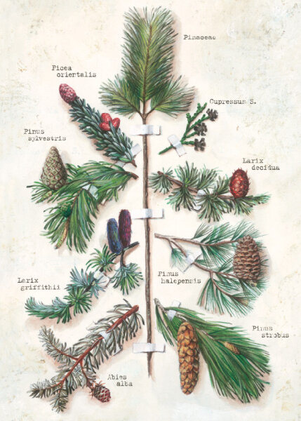 Bomo Klappkarte mit Kuvert - Der Baum