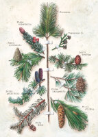 Bomo Klappkarte mit Kuvert - Der Baum