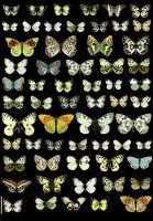 Geschenkpapier Buch Augustina